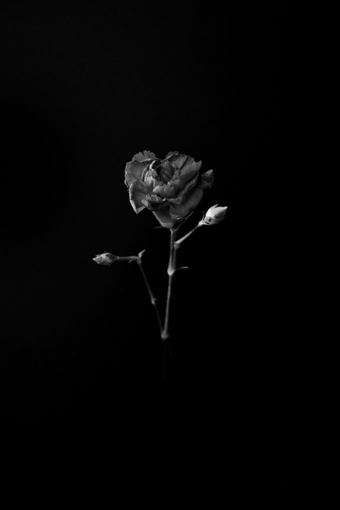 flowers, plant, beautiful flowers, black and white, carnation, bud, bloom, grumpy, natural, nature art, art, minimum, simple, flower, black and white photography, nature, moody, flower background, flower wallpaper, minimal